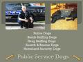 Police Dogs Bomb Sniffing Dogs Drug Sniffing Dogs Search & Rescue Dogs Homeland Security Dogs.