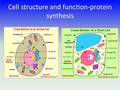 Cell structure and function-protein synthesis. What is protein synthesis? Messenger RNA from the cell nucleus is moved systemically along the ribosome.