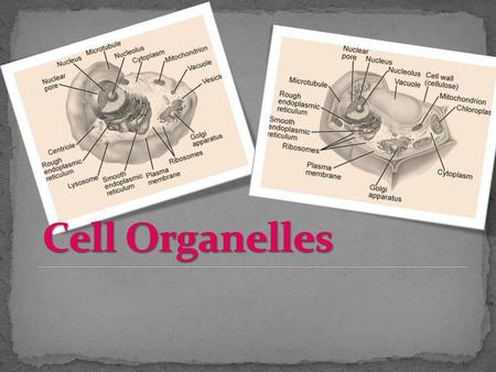  A flexible boundary that control what enters and exits a cell  Allows nutrients to enter the cell  Allows wastes to exit the cell  Found in all Cells.