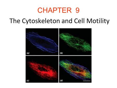 CHAPTER 9 The Cytoskeleton and Cell Motility. Introduction The cytoskeleton is a network of filamentous structures: microtubulues, microfilaments, and.