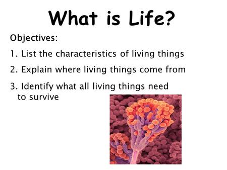 What is Life? Objectives: 1. List the characteristics of living things 2. Explain where living things come from 3. Identify what all living things need.