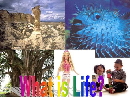 Any living thing is an organism What makes a living thing a living thing?