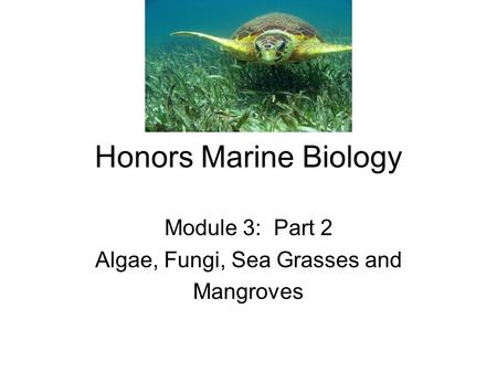 Honors Marine Biology Module 3: Part 2 Algae, Fungi, Sea Grasses and Mangroves.