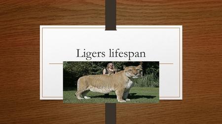 Ligers lifespan. Topic 1. The topic of my project is Ligers lifespan. I am interested in this topic because I was told that ligers have a short lifespan.