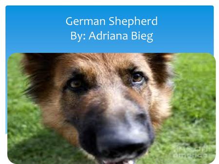 German Shepherd By: Adriana Bieg.  Their outer coat is thick and straight.  The colors of their fur are black tan, black silver and any other solid.