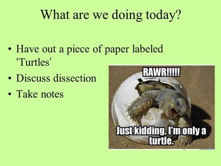 What are we doing today? Have out a piece of paper labeled ‘Turtles’ Discuss dissection Take notes.