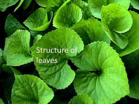 Structure of leaves.