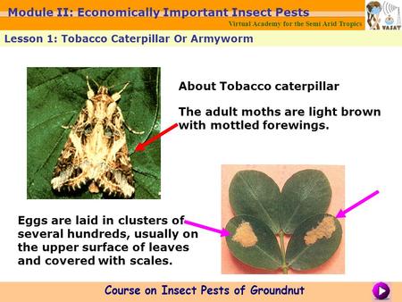 About Tobacco caterpillar The adult moths are light brown with mottled forewings. Eggs are laid in clusters of several hundreds, usually on the upper surface.