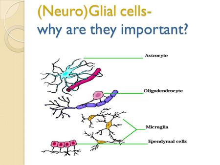 (Neuro)Glial cells- why are they important?. Neurons have a negative “Resting Potential” Nerve impulse = Action Potential Ready… Aim… FIRE!