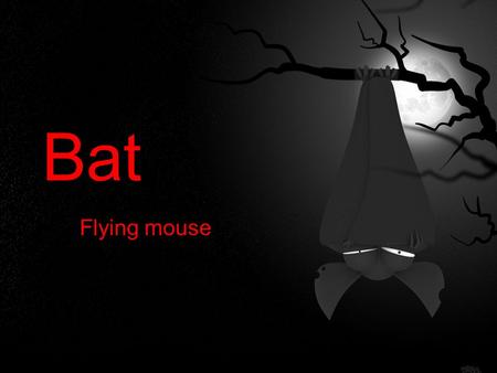 Bat Flying mouse. Main Facts ★ Bats are the only mammals that can fly. ★ There are about 1 100 bat species wordwide and 22 species are known in Slovakia.