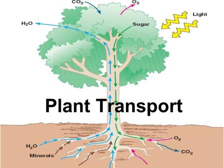 Plant Transport. Water Movement in Xylem Sugar Movement in Phloem  hill.com/sites/9834092339/student_view0/ch apter38/animation_-_phloem_loading.html.