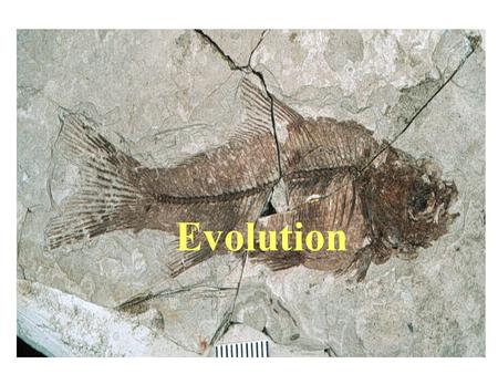 Evolution. The Evolution of Evolution Fossil discovery confounded scholars who held notion of a single time of creation; species were perfect and unchanging.