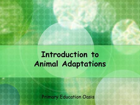 Introduction to Animal Adaptations Primary Education Oasis.
