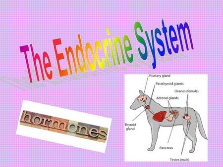 Endocrine System Comprised of glands and other tissues that produce hormones.