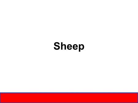 Sheep. Labeling the Parts Top of Shoulder Lower leg Hock Fore-rib Flank Point of shoulder Chest floor Fore-arm Knee Pastern Dock Leg Muzzle Neck Rack.