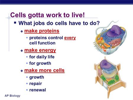 AP Biology Cells gotta work to live!  What jobs do cells have to do?  make proteins  proteins control every cell function  make energy  for daily.