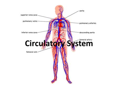 Circulatory System. I. What is the Circulatory System? A. The human circulatory system consists of the heart, a series of blood vessels, and the blood.