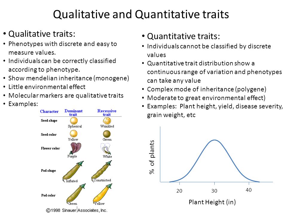 Qualitative and Quantitative traits - ppt video online download