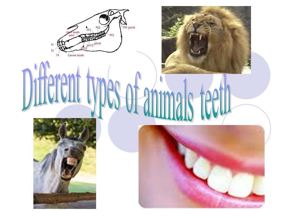 Different types of animals teeth - ppt video online download