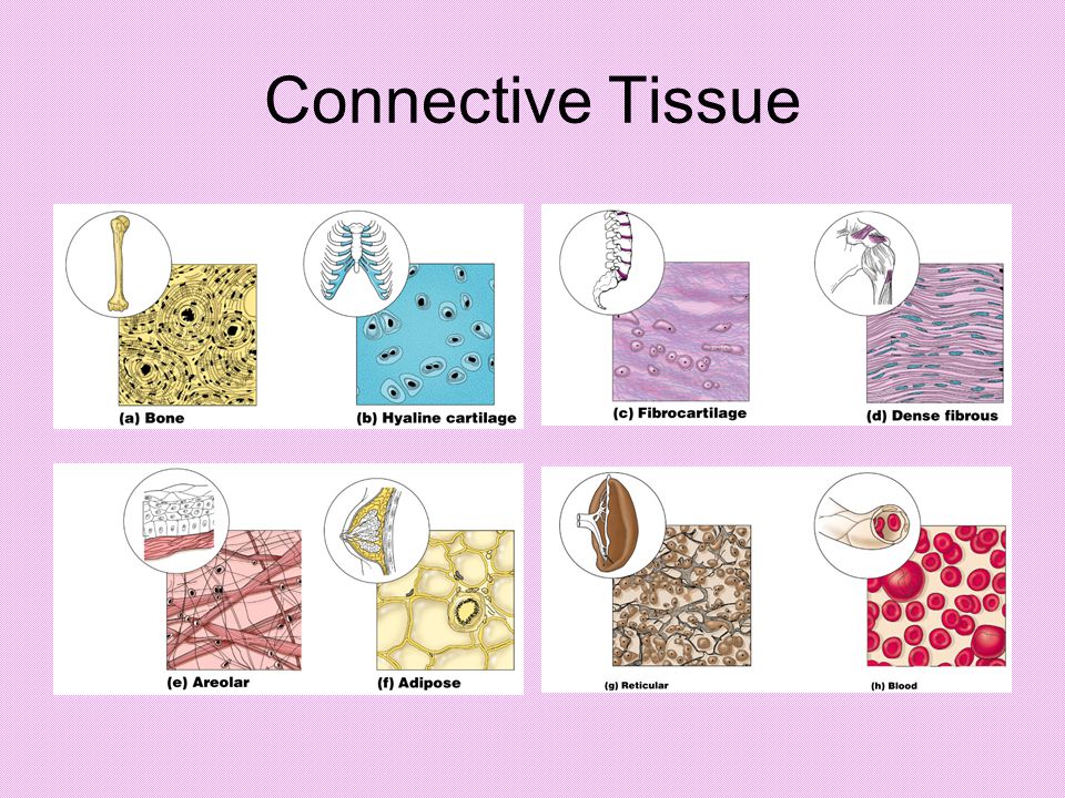 Connective Tissue Ppt Video Online Download