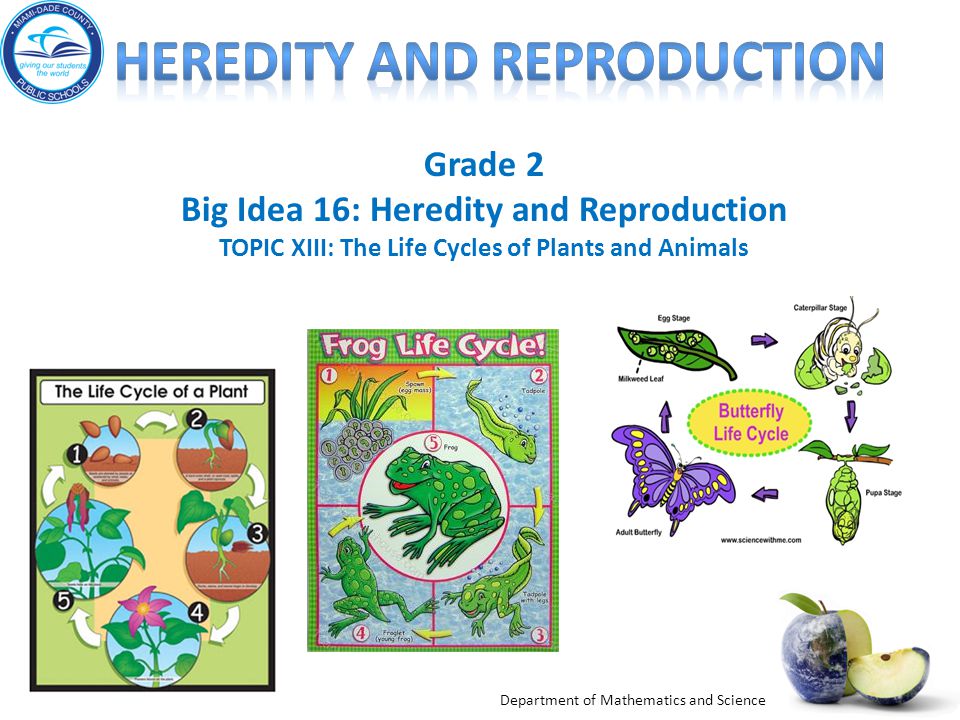 Heredity and reproduction - ppt video online download