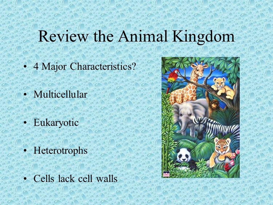 Review the Animal Kingdom - ppt video online download