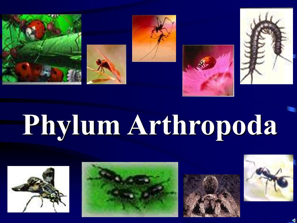 Phylum Arthropoda. - ppt video online download