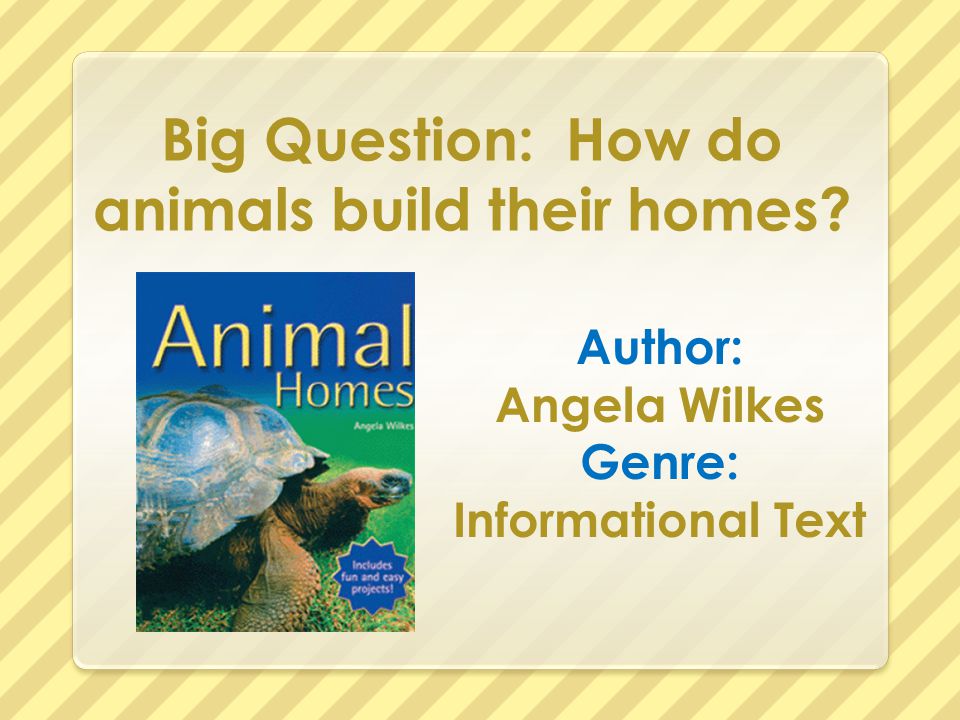 Big Question: How do animals build their homes? - ppt video online download