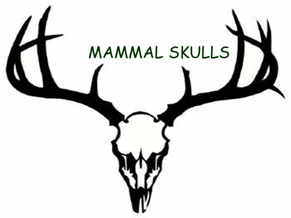 MAMMAL SKULLS. GENERAL CLASSIFICATION CARNIVORE  Obtains energy from flesh  of other animals. - ppt download