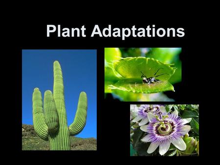 Plant Adaptations. Adaptations Adaptations- Adaptations are special features that allow a plant or animal to live in a particular place or habitat.