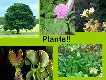 Plants!!. Land plants probably evolved from green algae about 430 million years ago.