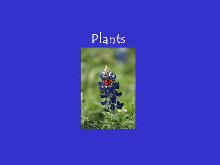 Plants Overview of PLANTS Chapter 22 Overview of Plants The plant kingdom’s impact on our lives cannot be overstated. A broad understanding of plants.
