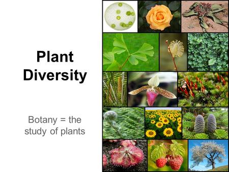 Plant Diversity Botany = the study of plants. General Plant Charactertistics ●Living things that have roots, stems, and leaves ~ some have flowers ●Eukaryotes.