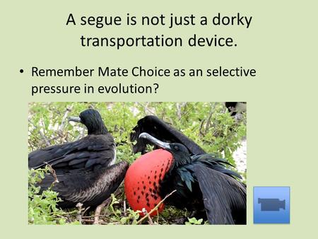 A segue is not just a dorky transportation device. Remember Mate Choice as an selective pressure in evolution?