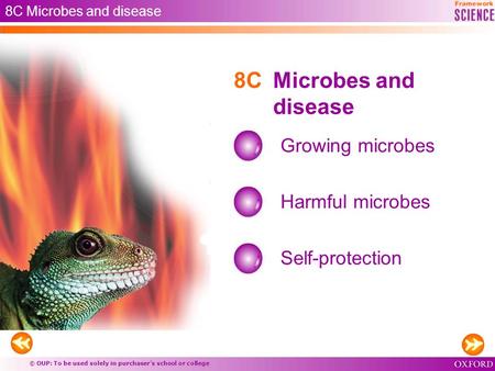 © OUP: To be used solely in purchaser’s school or college 8C Microbes and disease Growing microbes Harmful microbes Self-protection 8C Microbes and disease.