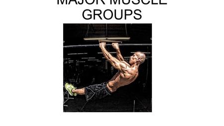 MAJOR MUSCLE GROUPS.