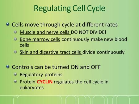 Regulating Cell Cycle Cells move through cycle at different rates Muscle and nerve cells DO NOT DIVIDE! Bone marrow cells continuously make new blood cells.