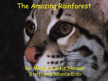 The Amazing Rainforest By: Mikayla Curtis, Hannah Stolfi,and Monica Brito.