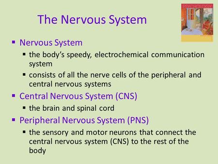 The Nervous System  Nervous System  the body’s speedy, electrochemical communication system  consists of all the nerve cells of the peripheral and central.