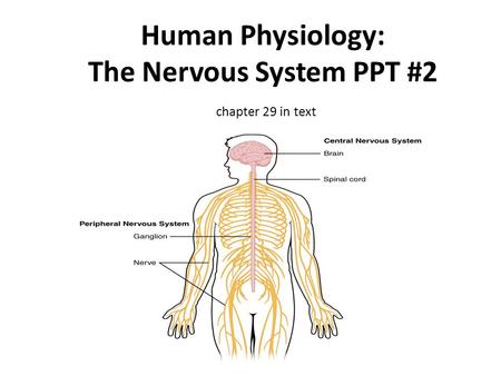 Human Physiology: The Nervous System PPT #2 chapter 29 in text.