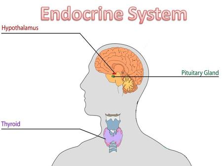 Endocrine System Overview Physically disconnected Controls growth, development, responses Glands: Major organs of the endocrine system – makes hormones.