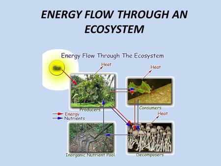 ENERGY FLOW THROUGH AN ECOSYSTEM. Learning Targets I can explain how energy flows through an ecosystem using the following terms: food chain, food web,