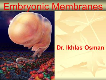 Dr. Ikhlas Osman Embryonic Membranes.