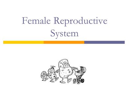 Female Reproductive System. Adolescence  Puberty  Burst of hormones activate maturation of the gonads: ovaries  Begins: 8-13 yrs of age  Abnormally.