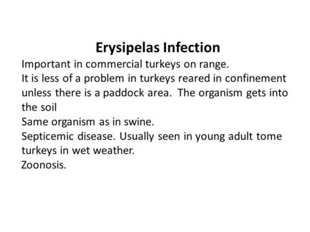 Erysipelas Infection Important in commercial turkeys on range. It is less of a problem in turkeys reared in confinement unless there is a paddock area.