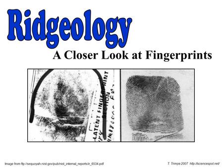 A Closer Look at Fingerprints Image from ftp://sequoyah.nist.gov/pub/nist_internal_reports/ir_6534.pdf T. Trimpe 2007