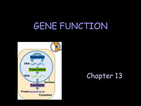 Chapter 13 GENE FUNCTION. A. Comparison of DNA & RNA.
