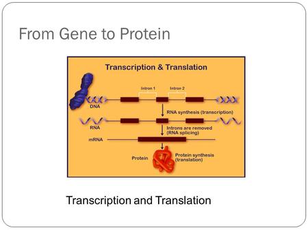 From Gene to Protein Transcription and Translation.