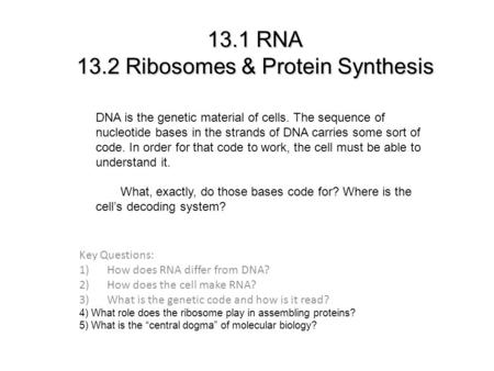 13.1 RNA 13.2 Ribosomes & Protein Synthesis