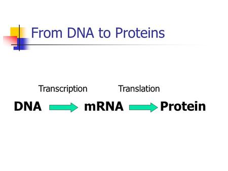 From DNA to Proteins DNAmRNAProtein TranscriptionTranslation.
